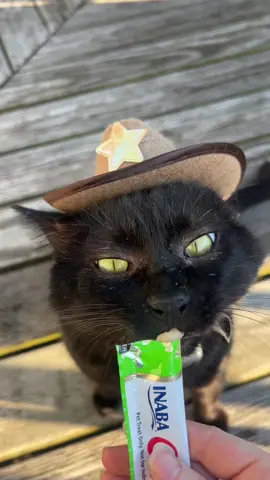 Mr. Moonpie #cat #catsoftiktok #cats #fyp 