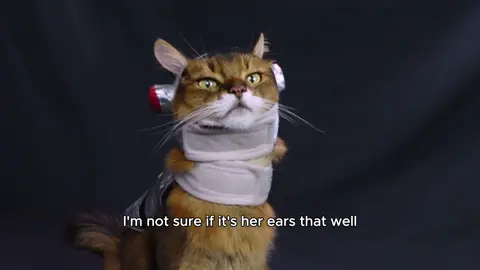 Yes, my boyfriend is supportive of what I do with Summer, but sometimes I think that he’s a little off the mark with his ideas regarding her! Exhibit 1: this cat spacesuit Exhibit 2: that police outfit! 😹 ##funny##funnycat##catsoftiktok##funnyvideos##creatorsearchinsights