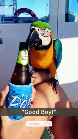Clever Parrot.#parrot #parrots #parrotsoftiktok #funny #foryou #funnyvideos #viral #usa #fypシ #funnymoments #funnytiktok #fyp #cute 