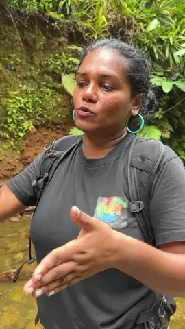 Bindiya has dedicated her career to studying Fiji’s wetlands and freshwater ecosystems, identifying over a million individual species across Fiji and the Solomon Islands. Her work has been instrumental in conservation efforts, community education, and scientific research, particularly in understanding the ecological importance of wetlands—which she calls the “Kidneys of the Earth.”Her innovative approaches, such as the “Traffic Light Bioindicator” (TLB) field guide and the “Meandering Mates Hunt” game, have made science more accessible to communities, empowering them to monitor and protect their own environments.Currently, Bindiya is pursuing her doctoral studies at University of the South Pacific, where she is developing Fiji’s first nationally-owned freshwater wetland assessment tool, the Odonata Index of Fijian Wetland Integrity. This tool aims to push for wetland protection legislation and establish a national-level rapid assessment program for Fiji’s freshwater wetlands.Vinaka vakalevu, Bindiya, for sharing your knowledge and passion! It was truly inspiring to learn from someone who is making such a profound impact in the field of conservation and environmental stewardship. Looking forward to seeing your work shape the future of Fiji’s ecosystems!#Blessed #fiji #fypage #Ed 