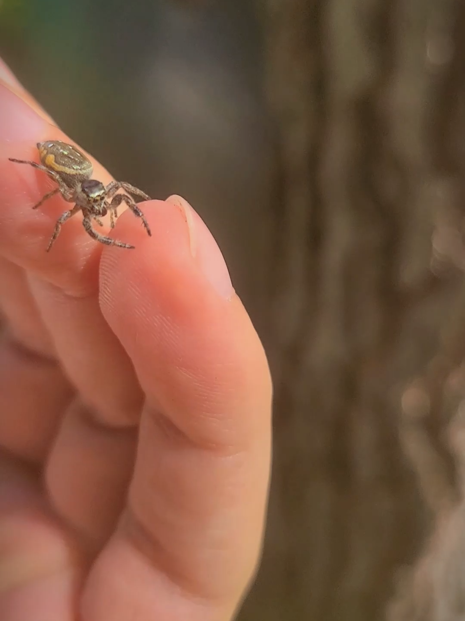 Hice un amigo se llama Rodolfo la spider#araña #faunasilvestre #animals #animales #bosque #amigofiel