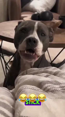 Try Not To Laugh: Animal Edition 😂😂😂 #voiceover #PetsOfTikTok #dogsoftiktok #catsoftiktok 