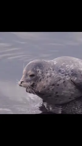Seal yawn, Seal plush, or Seal yap??? Which one 🤔 #seal #seals #sealtok #marinebiology #fyp 