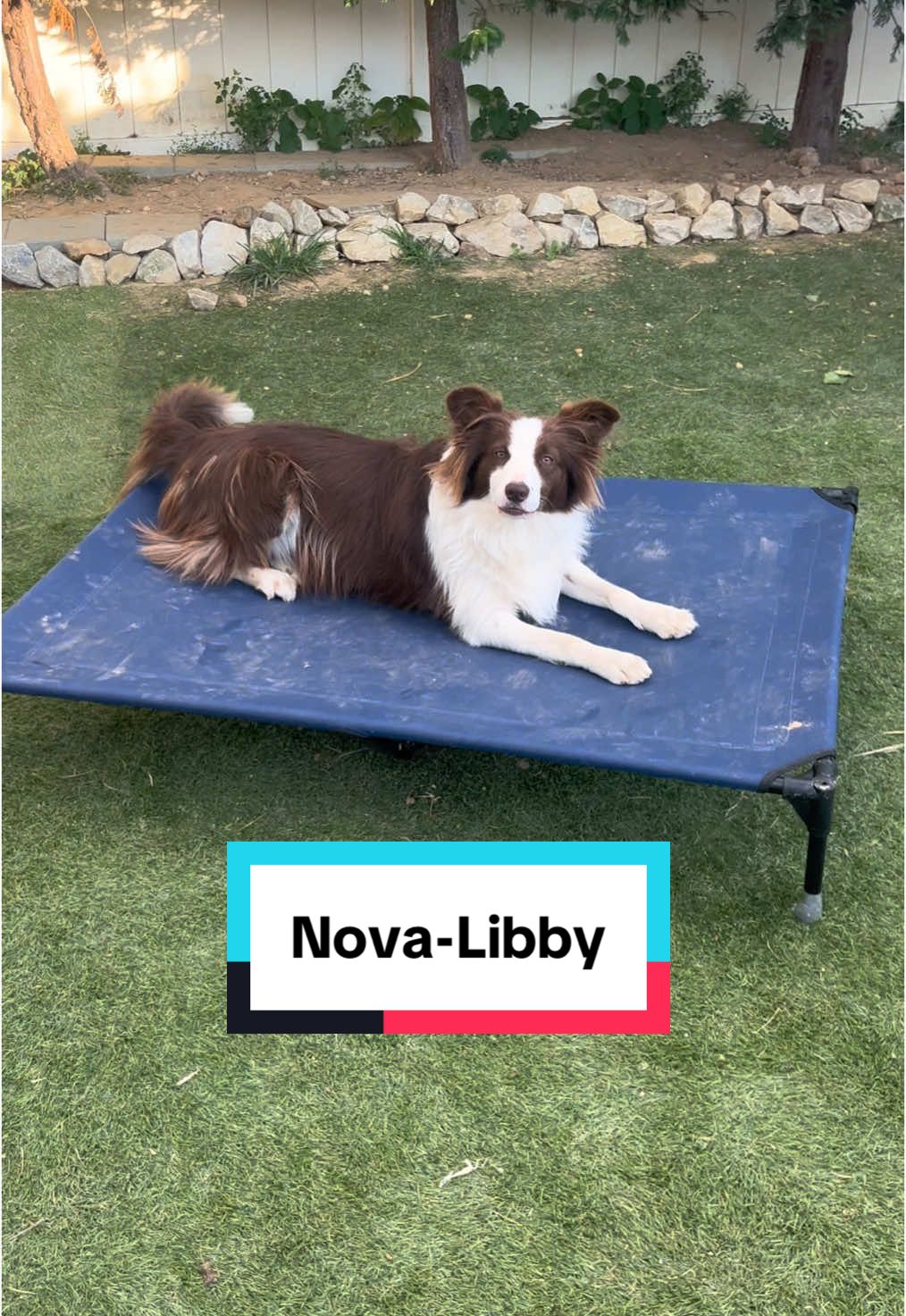 #bordercollie #dogs #petadventures #whatyoulookingat