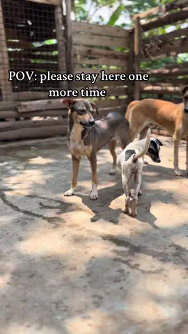 I love ❤️ all doglovers 