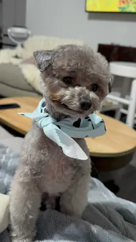 #tadpolethepoodle #cutepuppy #toypoodle #groomer #radiantsunflower☀️🌻 
