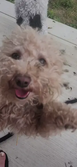 My sweet Maggie was named after this Chris Stapleton song! 🎶 she is my sweet girl who in that tiny body has the biggest heart and soul. #fyp #chrisstapleton #maggie #dogsoftiktok #trend