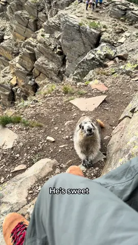 Just to clarify, my husband wouldn’t kick it to be mean but I know he can be a little dramatic and would kick it accidentally out of reflex. Anyways, here’s another video of him scared of wildlife 😂 #fyp #glaciernationalpark #montana #marmot 