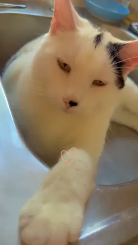 Si no te gustan los gatos simplemente déjalos no les hagan daño 🥹 #AmoLosGatos #RescueCats #Cat #Gato #Rescata #LoveCats ❤️