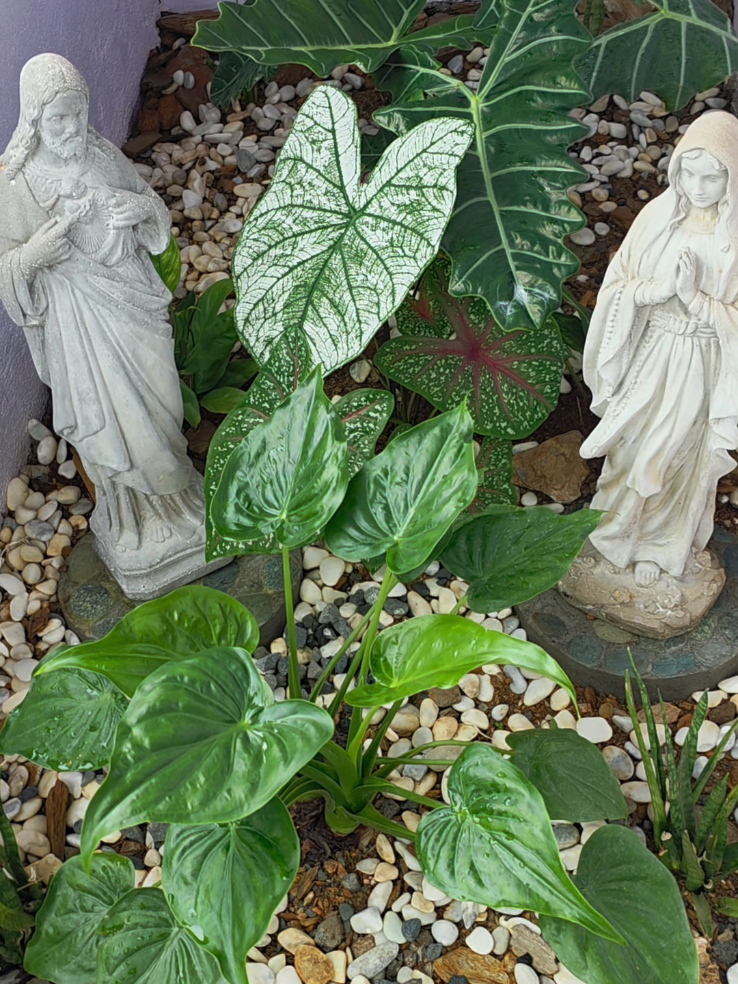 Mom's garden area. We made this area in honor of mom and dad. They had this two statue in her garden for many years. We were able to send them here in the Philippines. Plants are doing well. 