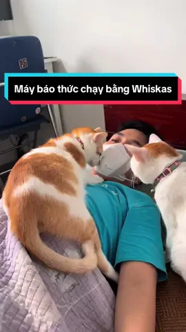 Cái bụng t không có tự no được sen ơi 🙂🙂 #meocon #funnycat #PetsOfTikTok #buvabap 