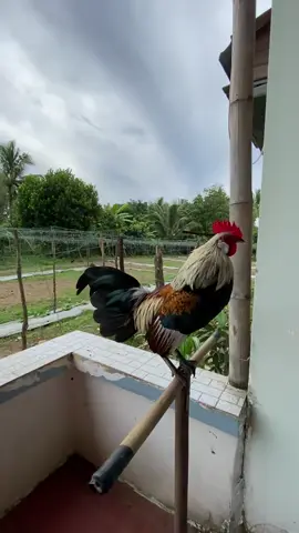 chuối này chưa chính nha ae 😂🤣