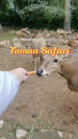 weekend mau kemana? ke Taman Safari Puncak Bogor aja yuk Healing menikmati udara yang sejuk sambil lihat hewan-hewan dari seluruh dunia plus nonton animal show yang menghibur dan juga edukatif  supaya lebih hemat, jangan lupa beli voucher lewat tiktok karena ada diskon/cashback  langsung aja klik tag lokasi aku ya #NEXTamanSafari #NEXTamanSafariBogor #TamanSafariBogor #PlaceToGo #DiskonTiktok 