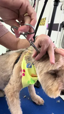 Ear hair removal from a cut little dog I did today. At the grooming salon. He did so good 😊 haha he is one that will nip when getting his nails done yet will allow ear hair removal.  To each his own I guess. #earhairremoval #earcleaning #doghair #earplucking #groomer 