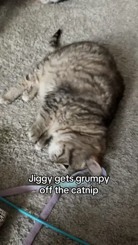 the amt of Jiggy chomps at the end of this clip should be illegal 😱🚨 #jiggysmalls #dwarfcat #fypシ゚viral #fypp #foryoupagee 