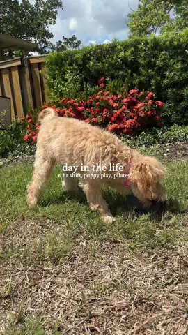 This week has worn me out😮‍💨so close to the long weekend!! #dayinmylife #diml #pilates #puppylife 