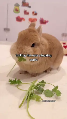 stupid ahh fish  #bunny #fyp #foryou #foryoupage 