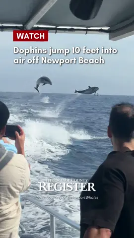 Passengers aboard a Newport Coastal Adventure charter got the thrill when more than 100 bottlenose dolphins were filmed on Wednesday, Aug. 27, racing alongside their boat. Read more at the link in our bio.  🎥: @Newport Landing Whale Watching  #oc #orangecounty #dolphins #newportcoast #newportbeach 
