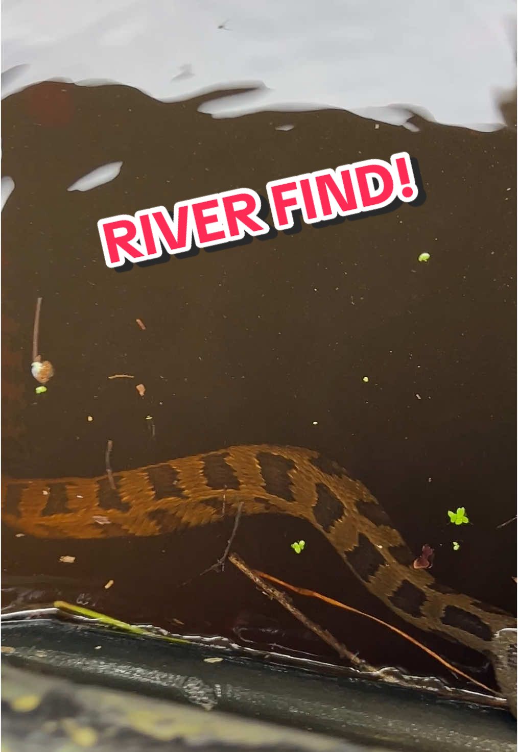 Came across a snake while out on the river! #river #snake #treasure #fyp #relatable #rivertreasure 