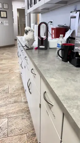 I can never get enough of his pigeon toed walk🥹 Our little countertop crusader
