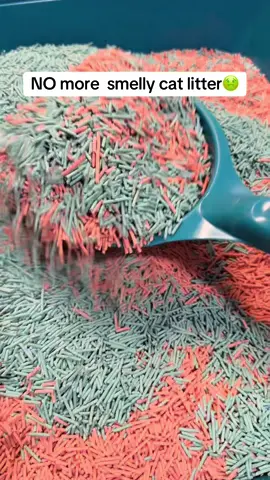 #Cats #catsoftiktok #CatLitter #Tofu #Kittens 