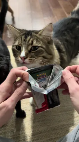 I finally got some pokemon cards! So we’re going to see which of my cats will pick the best pulls. First up is Miso. Let’s see what he gets!  #pokemon #151 #cat #pokemoncards #catsoftiktok 