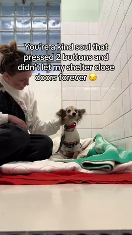 They are cute 💙🥹 #dogsoftiktok #dogmom #petlover #PetsOfTikTok 