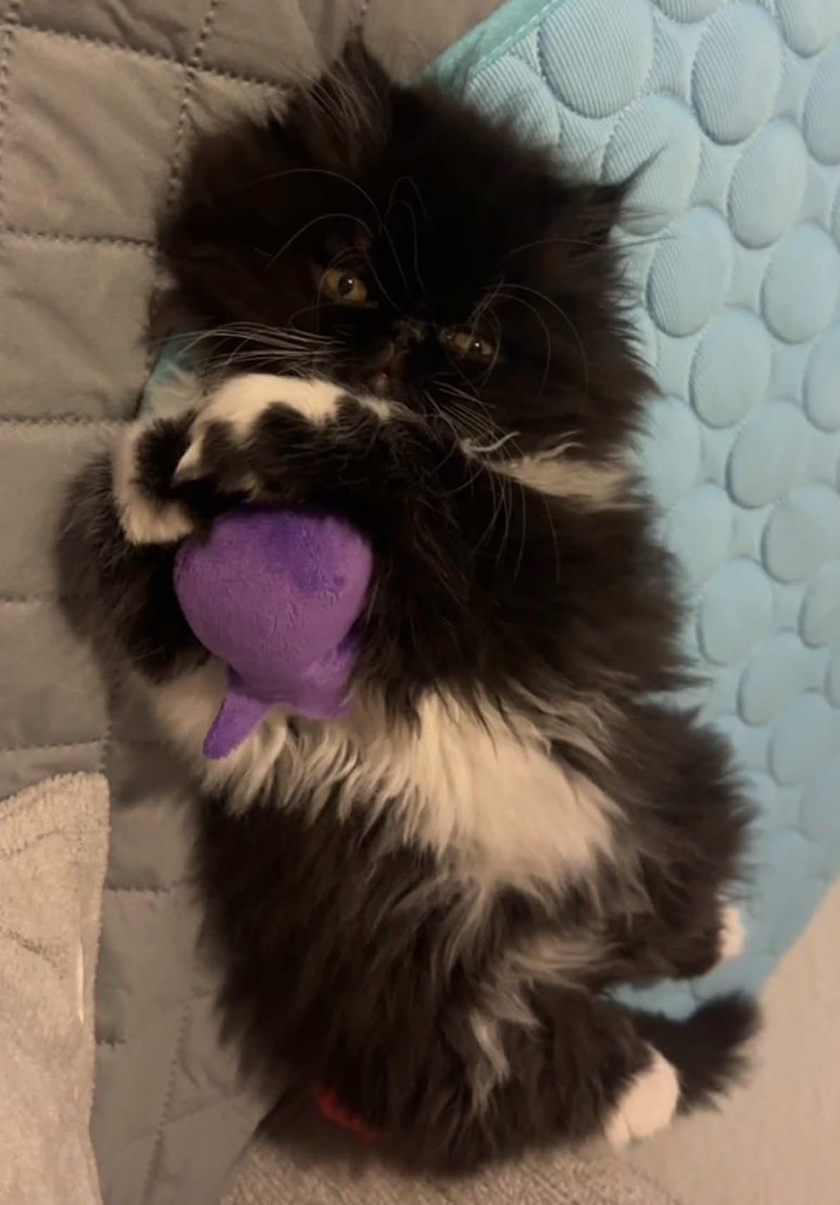 Pepita gets all wobbly and cute when playing with her toys—she loves cuddling her octopus!    #PepitaAndOree #PersianCat #Kitten 