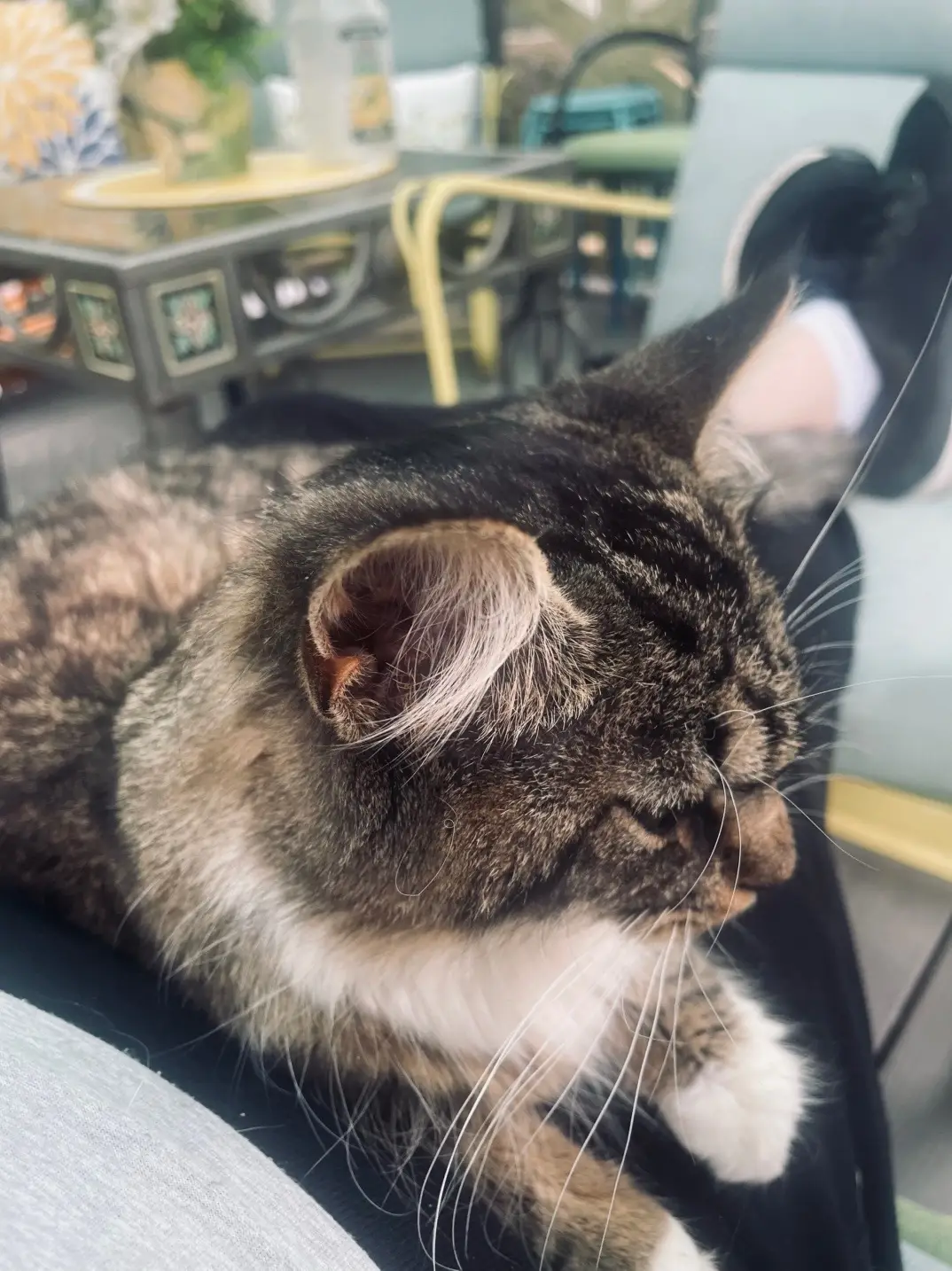 This is part of the cat distribution System.  I guess it’s not a bad thing #Bellacat #catdistributionsystem 