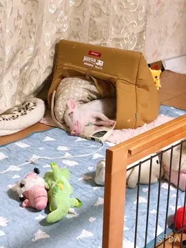 天使の寝顔 #マイクロブタ #micropig #可愛い #チワワ #pet 