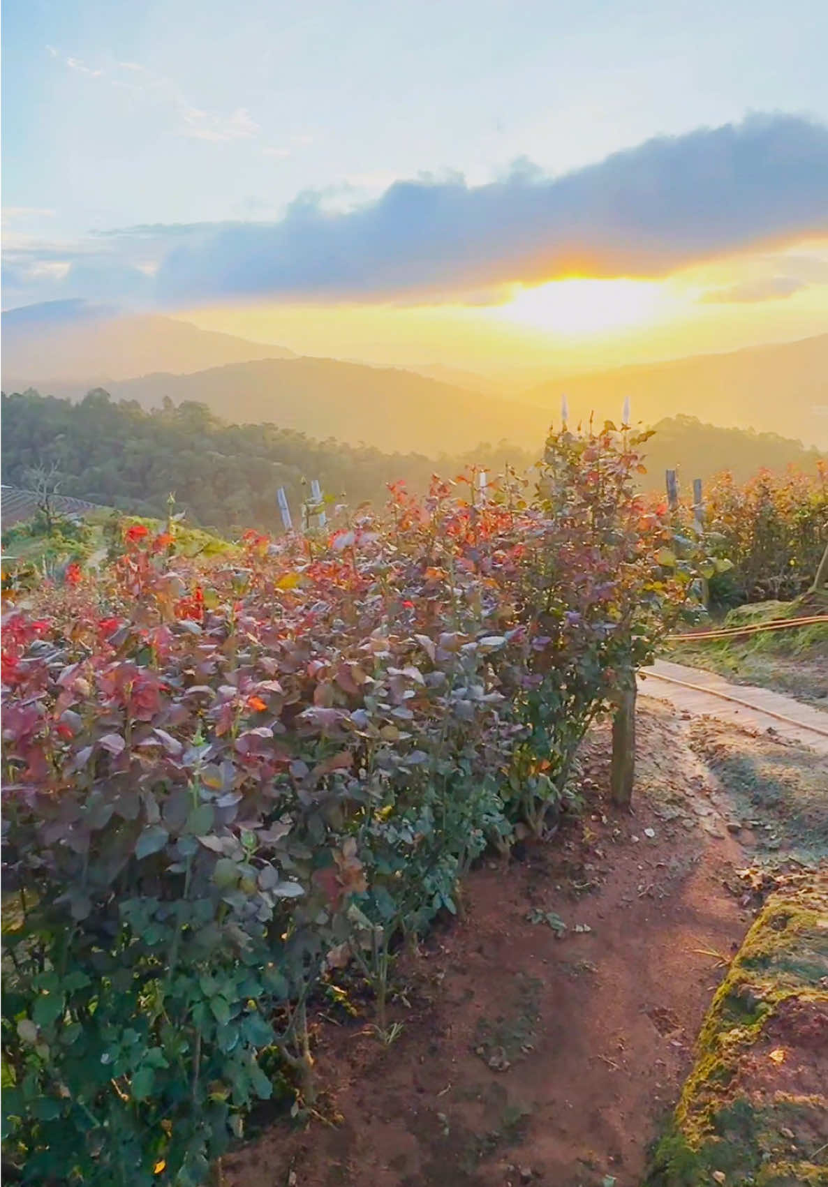 ดอยแดงๆ บรรยากาศเช้านี้ที่สวนกุหลาบ 🌹🥰#สวนกุหลาบโรแมนติกชิดขอบฟ้า #ปลูกกุหลาบ #แม่ริม #เชียงใหม่ #ฮิตในtiktok 