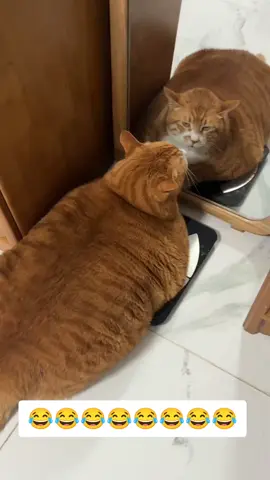 Động vật đáng yêu #xuhuong #petcute  #cat #animals #catsoftiktok 