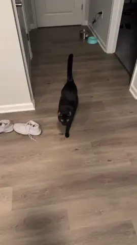 #cats #catsoftiktok 