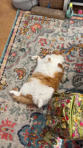 #catsoftiktok 