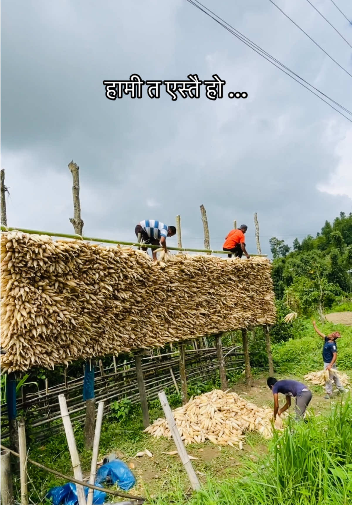 राजापानीमा मकैको थांग्रो राखिदै #organic #highlight #viral #localtest #halesituwachung❤️Halesi 