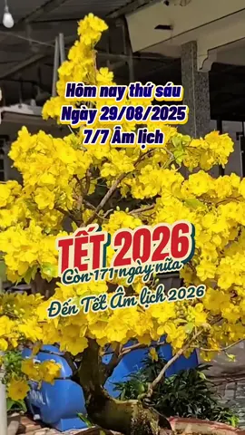 Chỉ còn 171 ngày nữa là đến Tết Âm lịch 2026 #tet2026 #naotoitet 