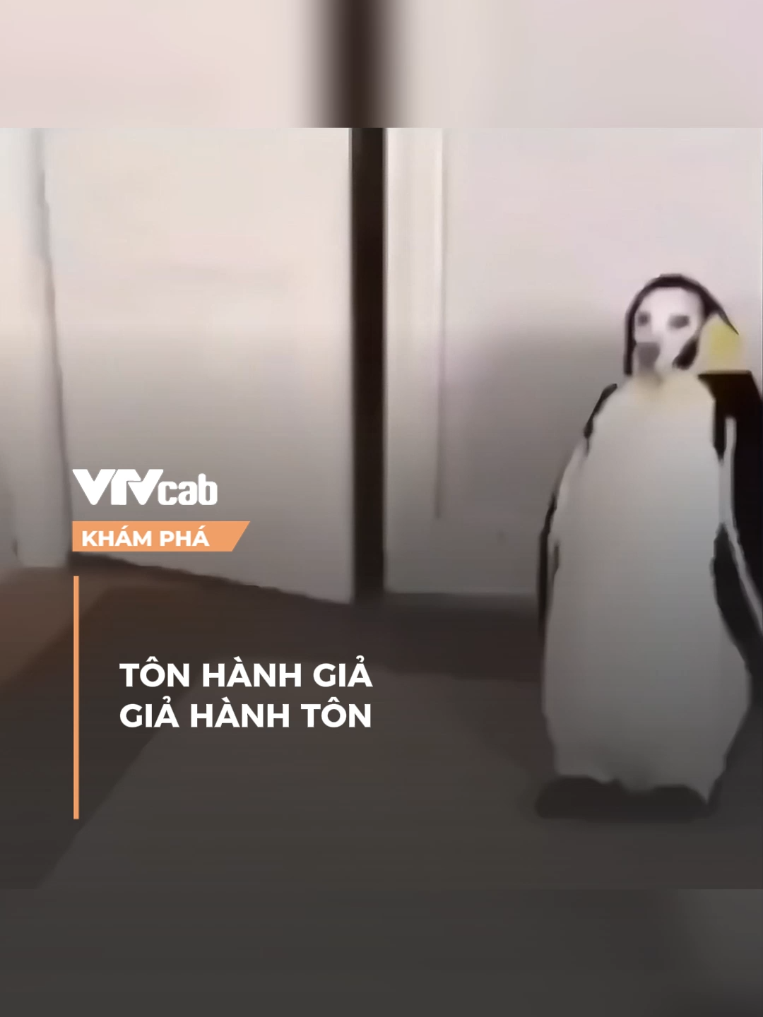 Tôn hành giả, giả hành tôn #vtvcab #khampha #vtvcabkhampha #onlive #nxt