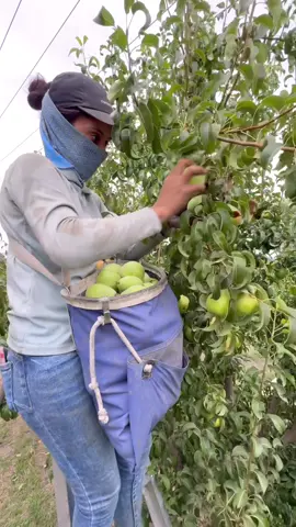 En la variedad de la pera Anjou 🍐🍀#agriculture #farmlife #usa🇺🇸 #hardworking #trabajodecampo 