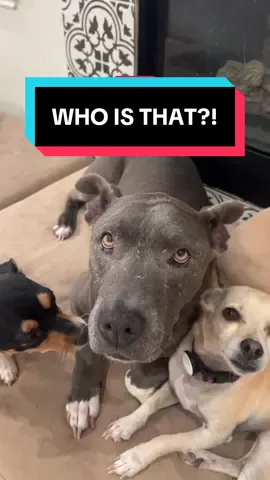 Idk her!!!!!!! #dog #rescue #fy