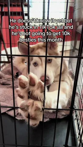 why are huskies so cute? #dogsoftiktok #fyp 