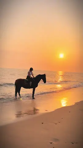 #dream #playahorse #equestrian #fyp 
