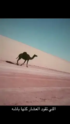 #ابل 