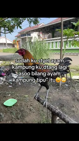#foryou #sulawesiselatan #bugissulawesi #ayamfilipin🇵🇭 #foryoupage 
