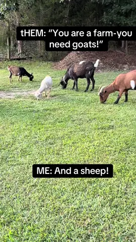 I just call them the weed control dquad!!! #fyp #countrylife #goats 
