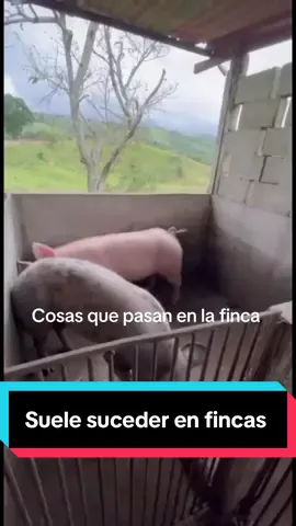 Cosas que pasan #comedia #farm #finca ¿En la vida real también les ha tocado uno que se queda dormido?