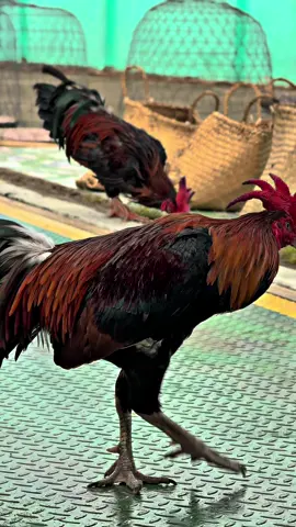 Bản sau hoàn hảo, emm ơiiii…😊📌🐓🌾#Sumgàđiều✅🐓🌾 #gàđáđồngtháp #gàbông #gàchiến #xuhuongtiktok 