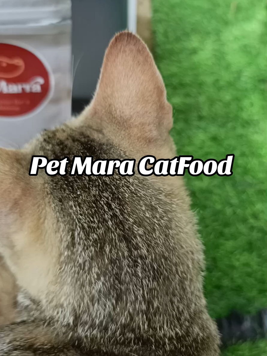 #catlover #catfood #petmaracatfood mabango gustong gusto ito ng mga cat 