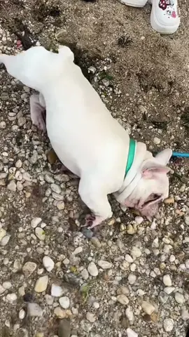 #frenchie at the Beach he loved it #frenchbulldog #bulldog #frenchiesoftiktok #puppy 