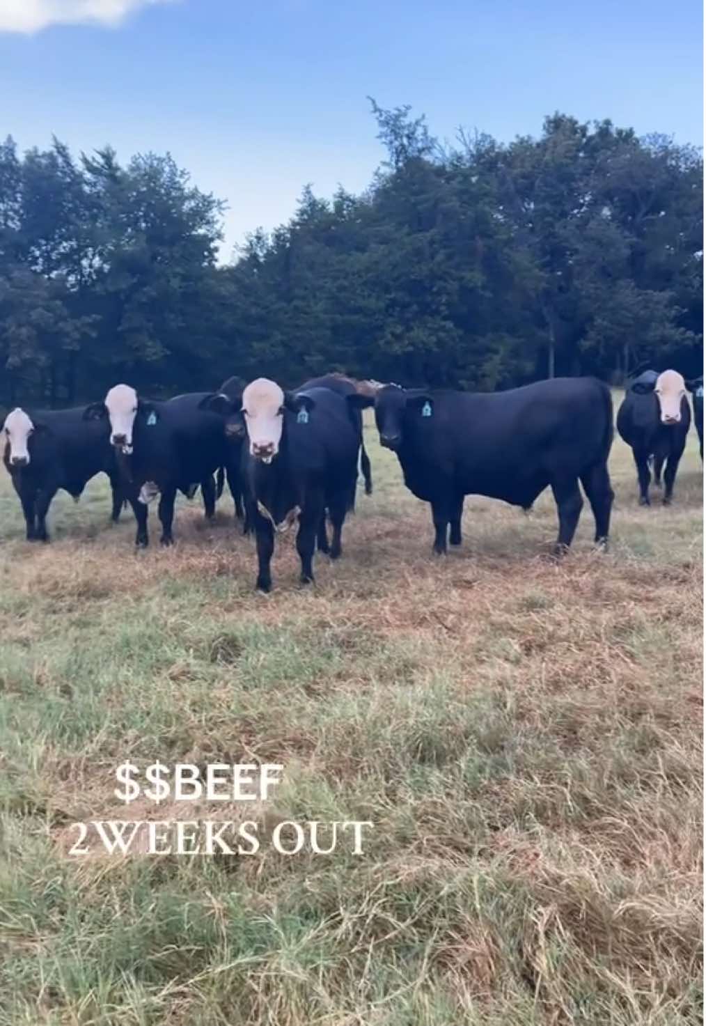 #beef #homegrown #farm #steer 