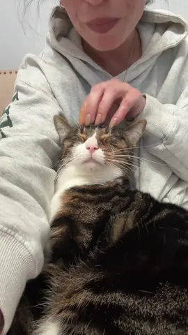 Biggest baby 🐈‍⬛  #netflix #velcrocat #catsoftiktok #millennialsoftiktok #justus 